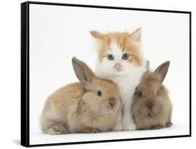 Ginger-And-White Kitten Baby Rabbits-Mark Taylor-Framed Stretched Canvas