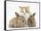 Ginger-And-White Kitten Baby Rabbits-Mark Taylor-Framed Stretched Canvas