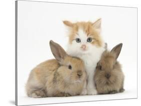 Ginger-And-White Kitten Baby Rabbits-Mark Taylor-Stretched Canvas