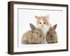 Ginger-And-White Kitten Baby Rabbits-Mark Taylor-Framed Premium Photographic Print