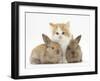 Ginger-And-White Kitten Baby Rabbits-Mark Taylor-Framed Premium Photographic Print