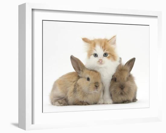Ginger-And-White Kitten Baby Rabbits-Mark Taylor-Framed Premium Photographic Print