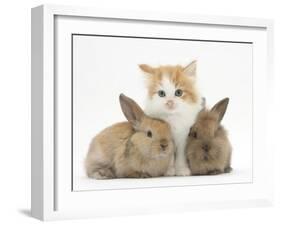 Ginger-And-White Kitten Baby Rabbits-Mark Taylor-Framed Premium Photographic Print
