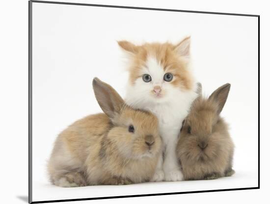 Ginger-And-White Kitten Baby Rabbits-Mark Taylor-Mounted Premium Photographic Print