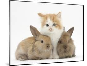 Ginger-And-White Kitten Baby Rabbits-Mark Taylor-Mounted Premium Photographic Print