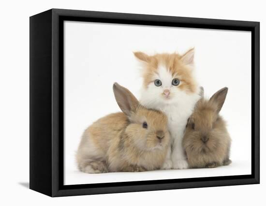 Ginger-And-White Kitten Baby Rabbits-Mark Taylor-Framed Stretched Canvas