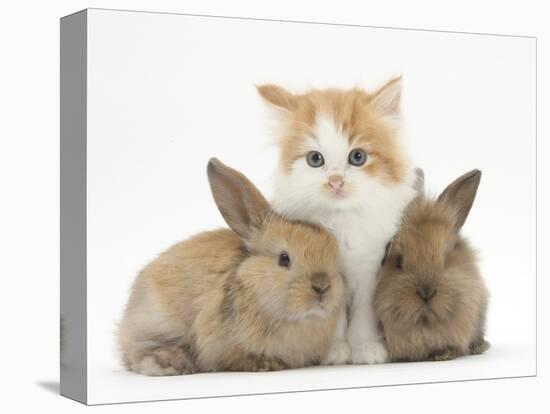 Ginger-And-White Kitten Baby Rabbits-Mark Taylor-Stretched Canvas