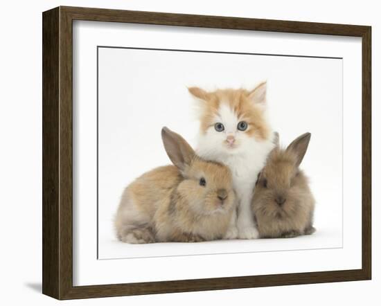 Ginger-And-White Kitten Baby Rabbits-Mark Taylor-Framed Photographic Print