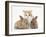 Ginger-And-White Kitten Baby Rabbits-Mark Taylor-Framed Photographic Print