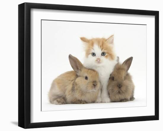 Ginger-And-White Kitten Baby Rabbits-Mark Taylor-Framed Photographic Print