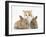 Ginger-And-White Kitten Baby Rabbits-Mark Taylor-Framed Photographic Print