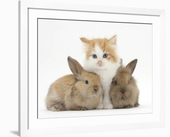 Ginger-And-White Kitten Baby Rabbits-Mark Taylor-Framed Photographic Print