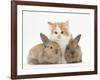 Ginger-And-White Kitten Baby Rabbits-Mark Taylor-Framed Photographic Print