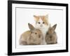 Ginger-And-White Kitten Baby Rabbits-Mark Taylor-Framed Photographic Print