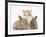 Ginger-And-White Kitten Baby Rabbits-Mark Taylor-Framed Photographic Print