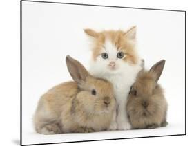 Ginger-And-White Kitten Baby Rabbits-Mark Taylor-Mounted Photographic Print