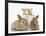 Ginger-And-White Kitten Baby Rabbits-Mark Taylor-Framed Photographic Print