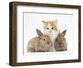 Ginger-And-White Kitten Baby Rabbits-Mark Taylor-Framed Photographic Print