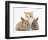 Ginger-And-White Kitten Baby Rabbits-Mark Taylor-Framed Photographic Print