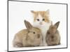 Ginger-And-White Kitten Baby Rabbits-Mark Taylor-Mounted Photographic Print