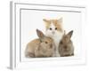 Ginger-And-White Kitten Baby Rabbits-Mark Taylor-Framed Photographic Print