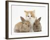 Ginger-And-White Kitten Baby Rabbits-Mark Taylor-Framed Photographic Print