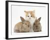 Ginger-And-White Kitten Baby Rabbits-Mark Taylor-Framed Photographic Print