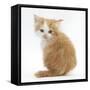 Ginger-And-White Kitten Looking over its Shoulder-Mark Taylor-Framed Stretched Canvas