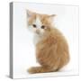 Ginger-And-White Kitten Looking over its Shoulder-Mark Taylor-Stretched Canvas