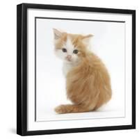 Ginger-And-White Kitten Looking over its Shoulder-Mark Taylor-Framed Photographic Print