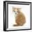 Ginger-And-White Kitten Looking over its Shoulder-Mark Taylor-Framed Photographic Print