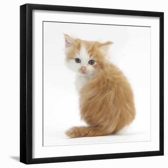 Ginger-And-White Kitten Looking over its Shoulder-Mark Taylor-Framed Photographic Print