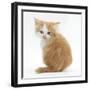 Ginger-And-White Kitten Looking over its Shoulder-Mark Taylor-Framed Photographic Print
