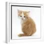 Ginger-And-White Kitten Looking over its Shoulder-Mark Taylor-Framed Photographic Print