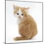 Ginger-And-White Kitten Looking over its Shoulder-Mark Taylor-Mounted Photographic Print