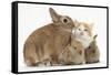 Ginger-And-White Kitten, Sandy Netherland Dwarf-Cross Rabbit, and Baby Lionhead Cross Rabbits-Mark Taylor-Framed Stretched Canvas