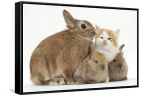 Ginger-And-White Kitten, Sandy Netherland Dwarf-Cross Rabbit, and Baby Lionhead Cross Rabbits-Mark Taylor-Framed Stretched Canvas