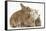 Ginger-And-White Kitten, Sandy Netherland Dwarf-Cross Rabbit, and Baby Lionhead Cross Rabbits-Mark Taylor-Framed Stretched Canvas