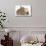 Ginger-And-White Kitten, Sandy Netherland Dwarf-Cross Rabbit, and Baby Lionhead Cross Rabbits-Mark Taylor-Stretched Canvas displayed on a wall