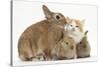 Ginger-And-White Kitten, Sandy Netherland Dwarf-Cross Rabbit, and Baby Lionhead Cross Rabbits-Mark Taylor-Stretched Canvas