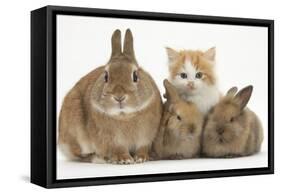 Ginger-And-White Kitten, Sandy Netherland Dwarf-Cross Rabbit and Baby Lionhead Cross Rabbits-Mark Taylor-Framed Stretched Canvas