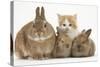 Ginger-And-White Kitten, Sandy Netherland Dwarf-Cross Rabbit and Baby Lionhead Cross Rabbits-Mark Taylor-Stretched Canvas