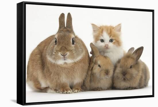 Ginger-And-White Kitten, Sandy Netherland Dwarf-Cross Rabbit and Baby Lionhead Cross Rabbits-Mark Taylor-Framed Stretched Canvas