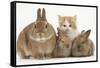 Ginger-And-White Kitten, Sandy Netherland Dwarf-Cross Rabbit and Baby Lionhead Cross Rabbits-Mark Taylor-Framed Stretched Canvas