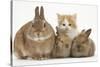 Ginger-And-White Kitten, Sandy Netherland Dwarf-Cross Rabbit and Baby Lionhead Cross Rabbits-Mark Taylor-Stretched Canvas