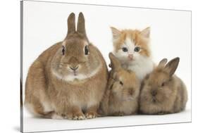 Ginger-And-White Kitten, Sandy Netherland Dwarf-Cross Rabbit and Baby Lionhead Cross Rabbits-Mark Taylor-Stretched Canvas