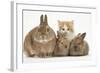 Ginger-And-White Kitten, Sandy Netherland Dwarf-Cross Rabbit and Baby Lionhead Cross Rabbits-Mark Taylor-Framed Photographic Print