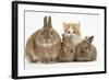 Ginger-And-White Kitten, Sandy Netherland Dwarf-Cross Rabbit and Baby Lionhead Cross Rabbits-Mark Taylor-Framed Photographic Print