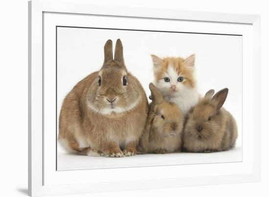 Ginger-And-White Kitten, Sandy Netherland Dwarf-Cross Rabbit and Baby Lionhead Cross Rabbits-Mark Taylor-Framed Photographic Print