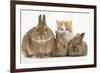 Ginger-And-White Kitten, Sandy Netherland Dwarf-Cross Rabbit and Baby Lionhead Cross Rabbits-Mark Taylor-Framed Photographic Print